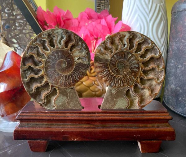 Ammonite Pair