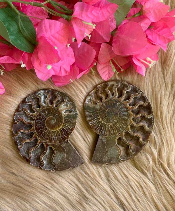 Ammonite Pair - Image 2